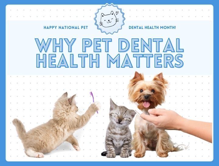 Smiles for Miles: Why Dental Health Matters