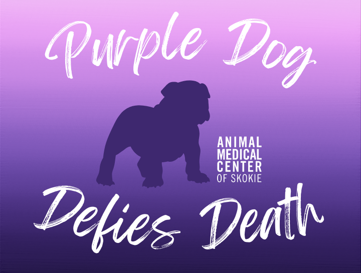 Purple Dog Defies Death